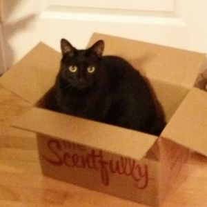 Meet your Posher, Allison